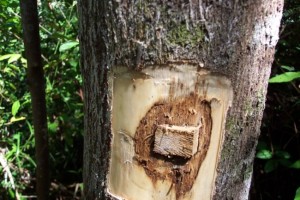 Mutiara Salaf 58 Manusia Bertipe Kayu Gaharu