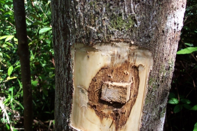 Mutiara Salaf 58 Manusia Bertipe Kayu Gaharu